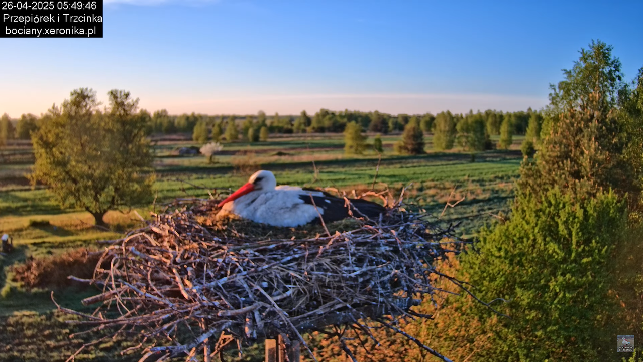 26042025bociany2