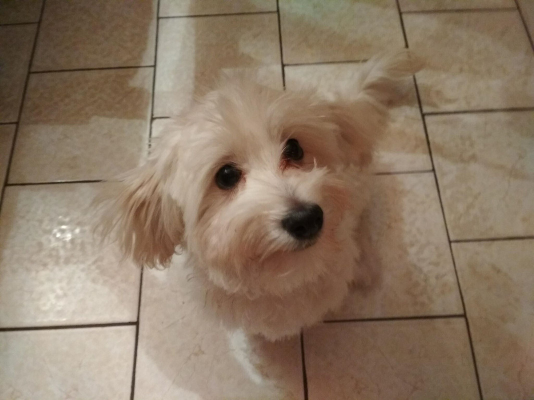 27537210_1636198763133015_118554068_o