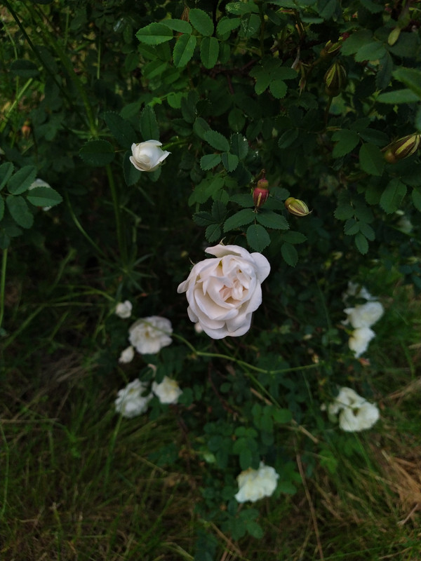 IMG_20210608_201520