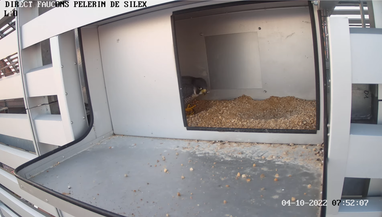 Les Faucons pèlerins direct Lyon Silex. 2022-10-04-091317