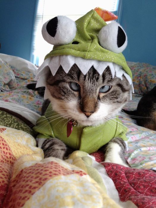 spangles-the-cross-eyed-kitty-12.jpg