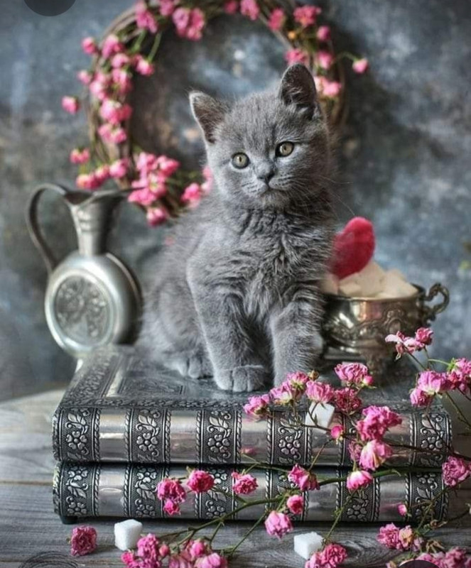 Screenshot_20230309_234513_Pinterest