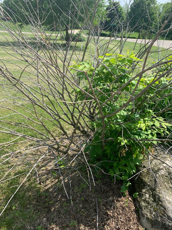 Shrubs Dying At Alarming Rate The Lawn Forum