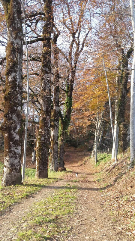 E65A3E8C-50DF-4A63-B09C-90294DD63AE0