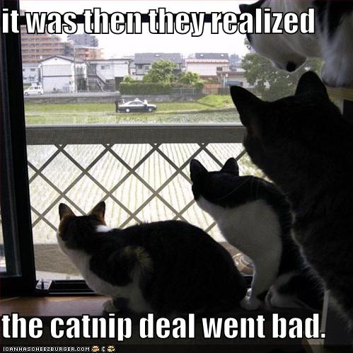funny-pictures-cats-realize-catnip-deal-