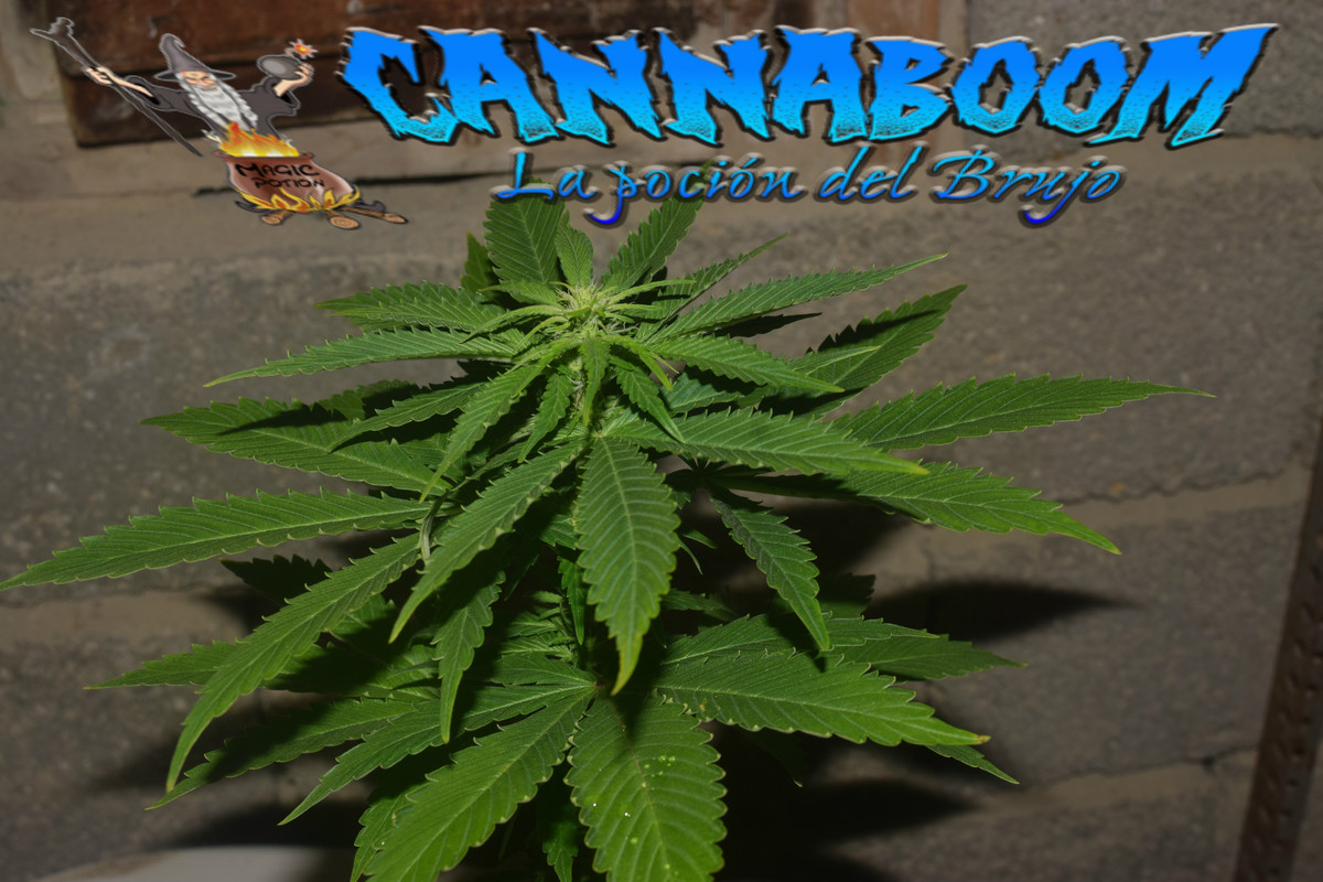 Concurso seguimientos Cannaboom línea basic- Novatonovel - Página 2 Gg-3