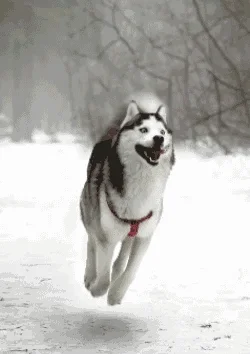 flying_husky.webp