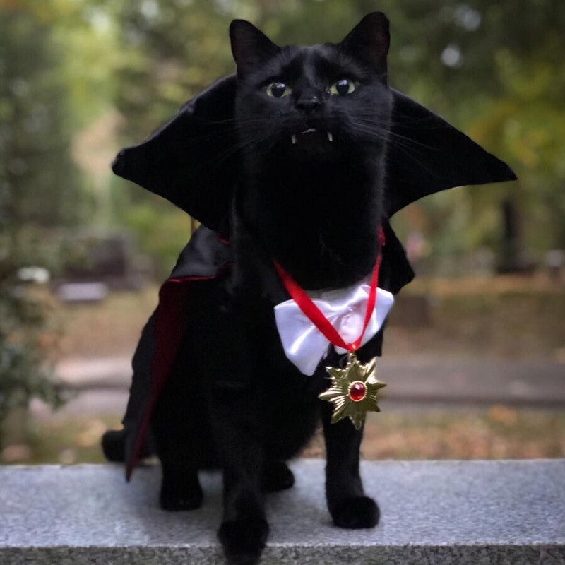 9ae1da449b764291b021babd149a7d85-1809906913