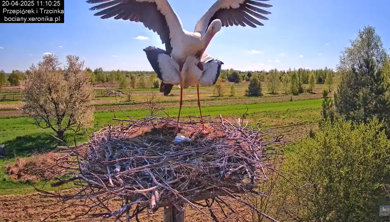 20042025bociany28
