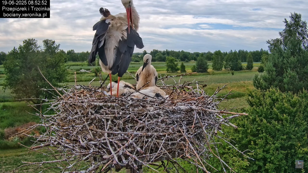 19062025bociany25
