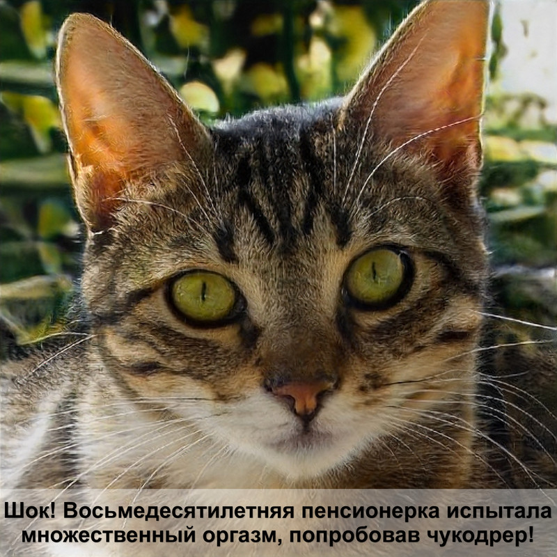 кошка защищает котят