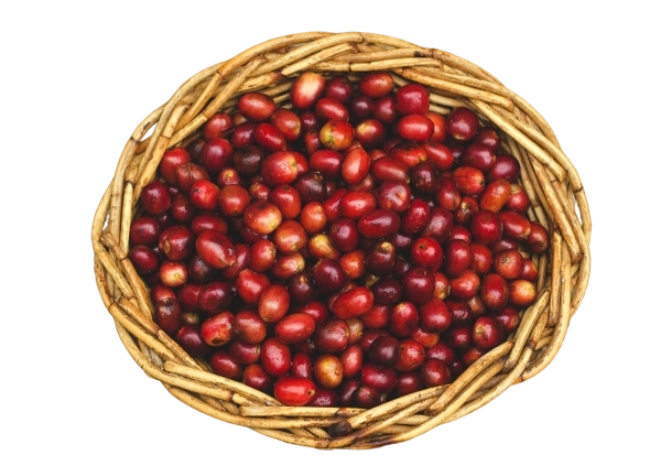 Italian coffee beans illustration