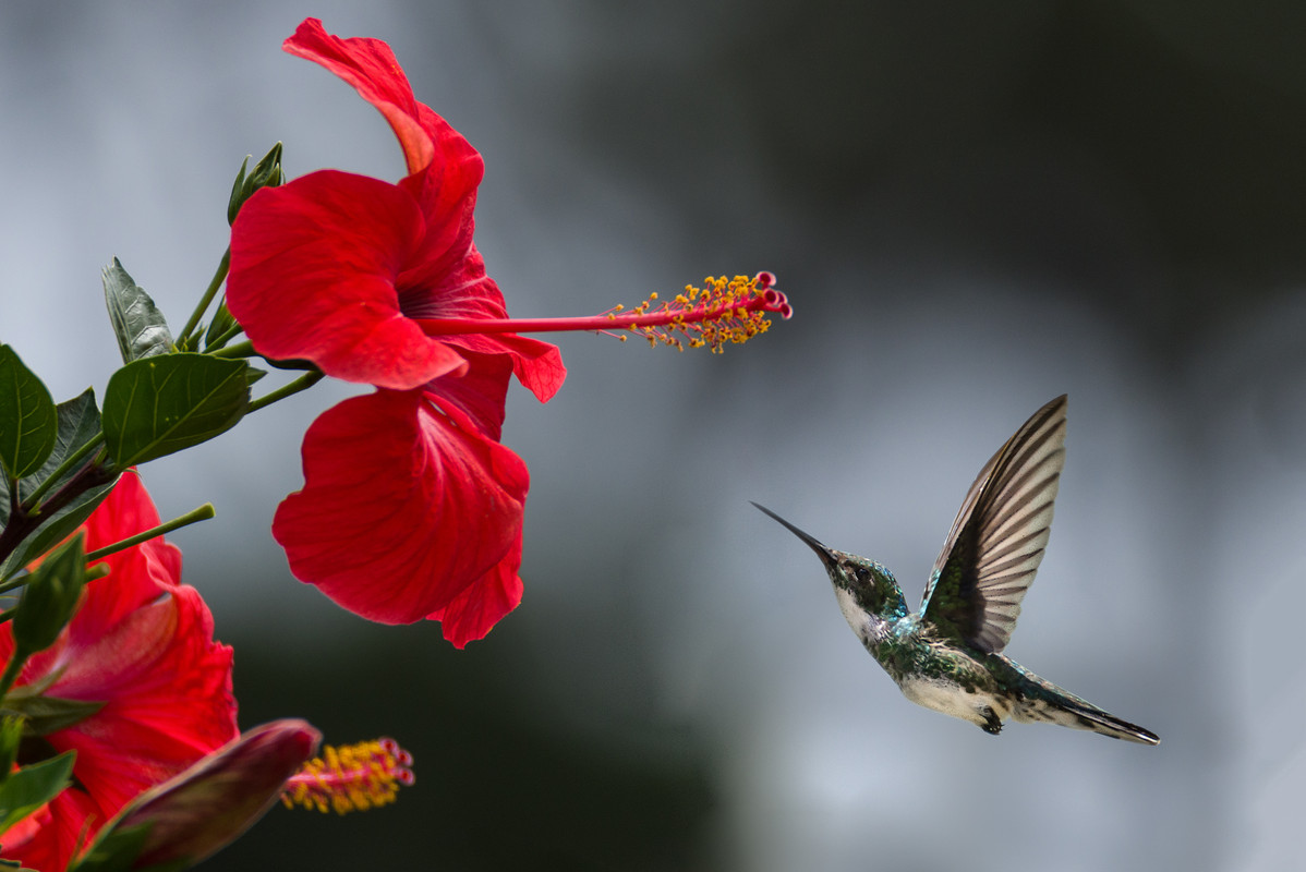 Canva-Brown-Hummingbird-Selective-Focus-Photography.jpg