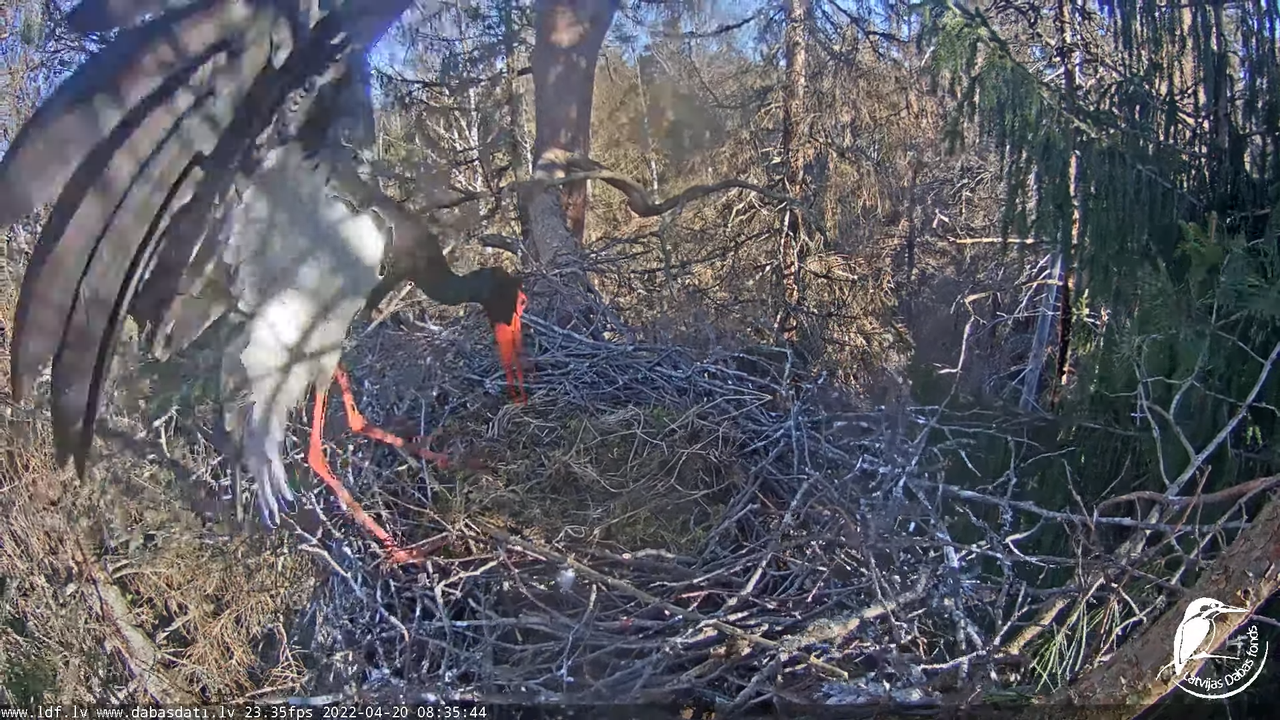 Melnais stārķis (Ciconia nigra) Siguldas novadā - LDF tiešraide 9-2-20 screenshot