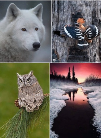 Winter-is-coming-Collage