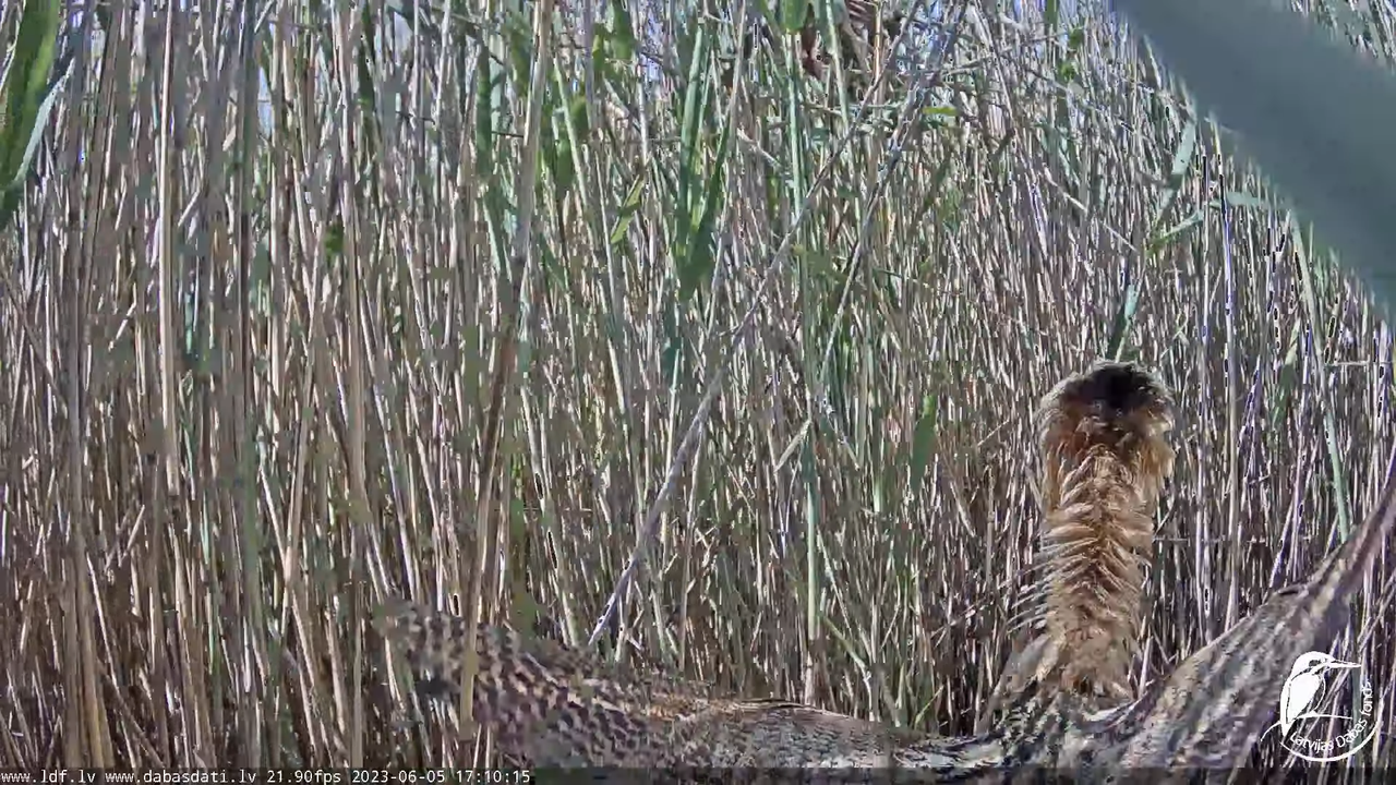 Lielais dumpis (Botaurus stellaris) Engurē - LDF tiešraide 13-36-47 screenshot (1)