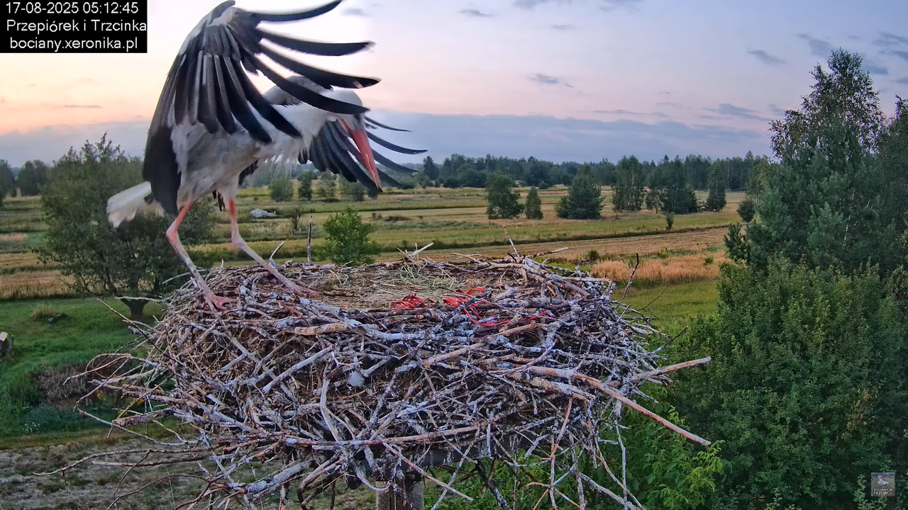 17082025bociany6