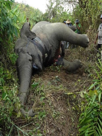 African Elephant - Strong, Smart, But Vulnerable Species