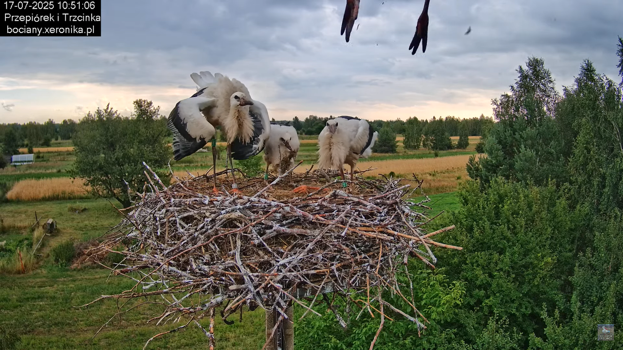 17072025bociany33