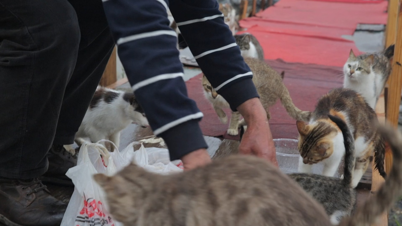 Kedi (2016).mkv_snapshot_01.01.32_[2018.01.25_23.50.38]