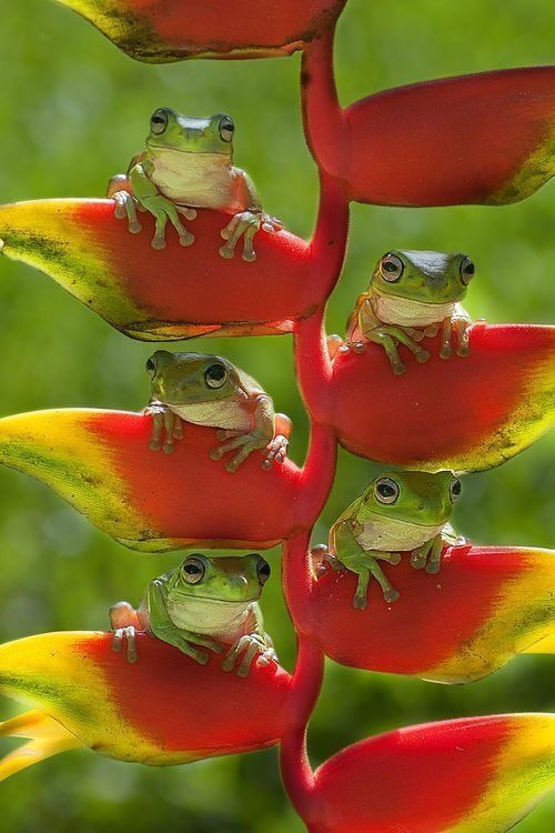 Redgreentoads.jpg