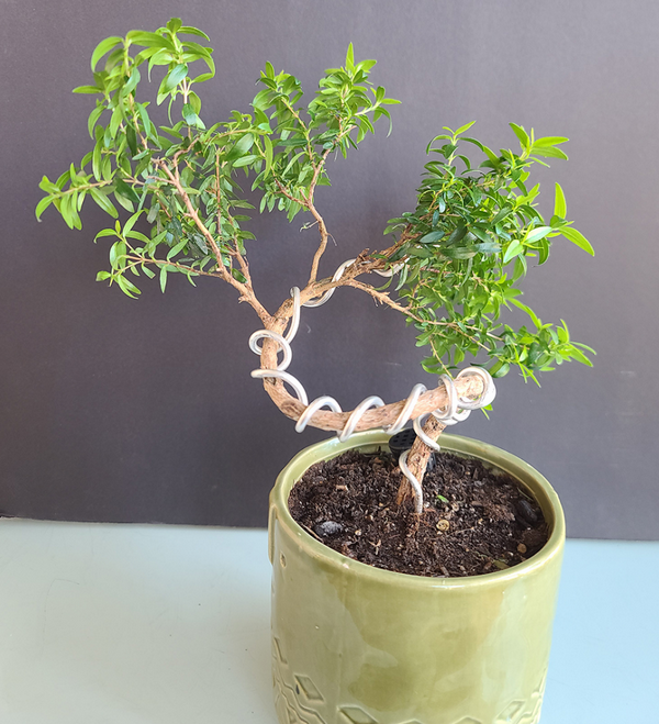 [Image: 2025-11-10-094829.png]