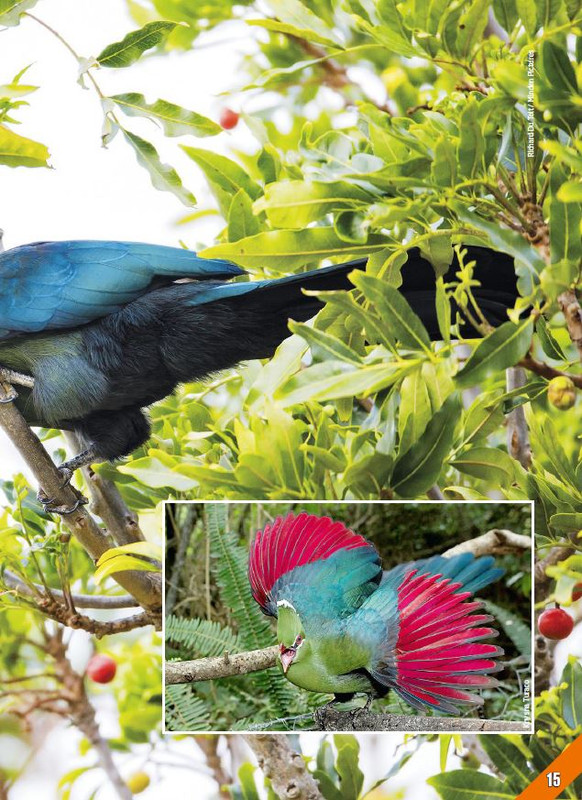 Foc Wil - Apr 2023 (4)