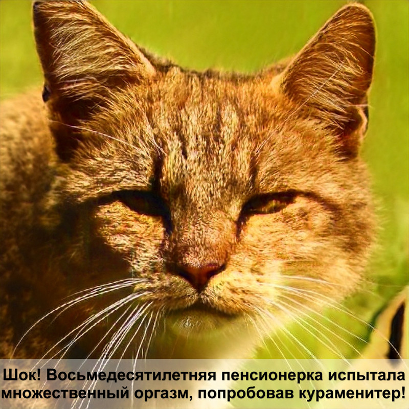 порода кошек шоколадного цвета