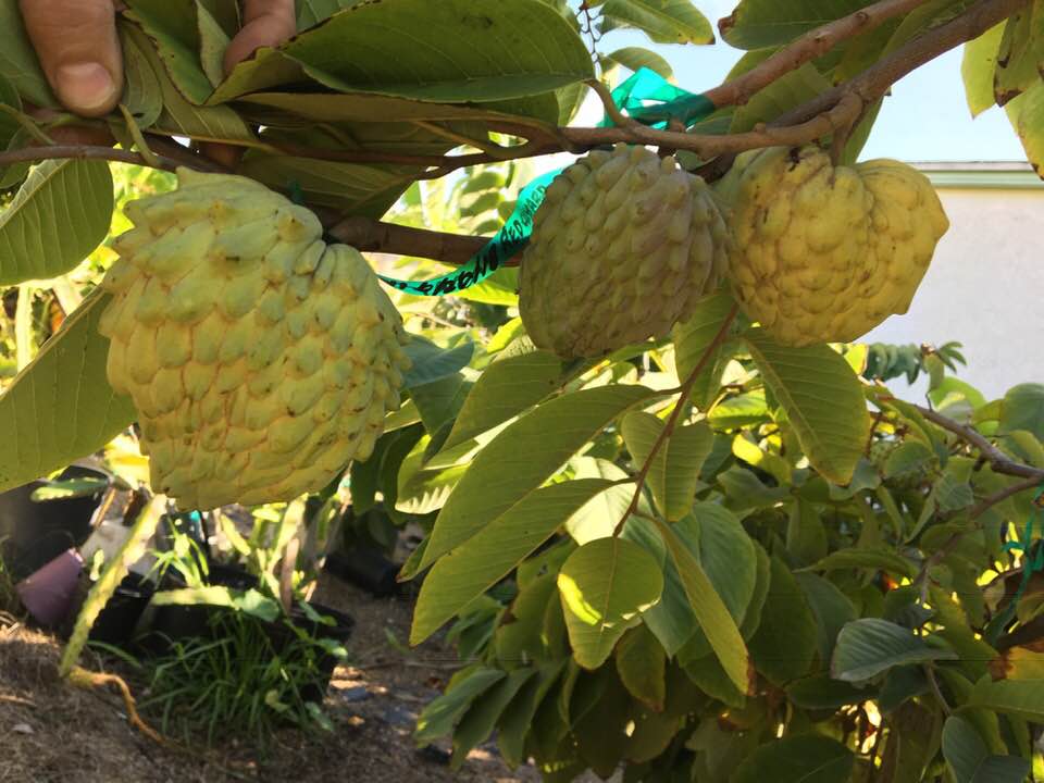 46645614_10156796850725419_2381400086769827840_n