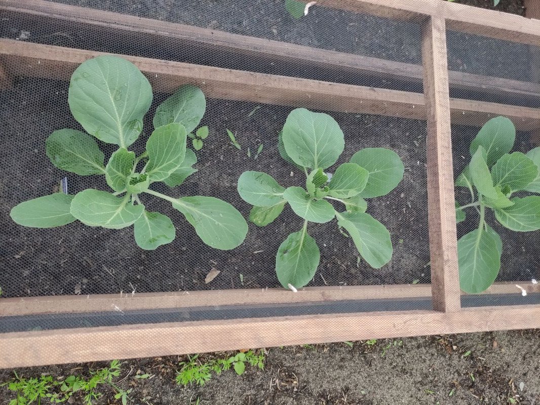 salad3.jpg