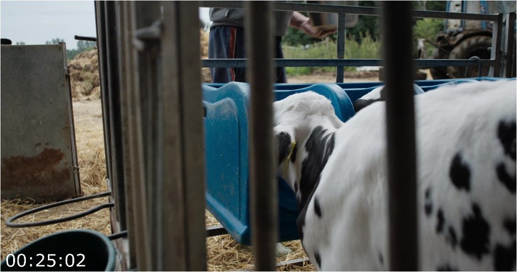 Cow-2021-2160p-WEBRip-3500-MB-DDP5-1-x264-Galaxy-RGTGx.jpg
