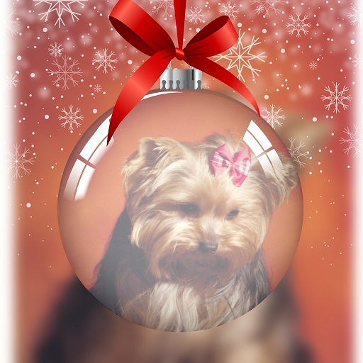 pixiz 21 12 2025 17 24 34