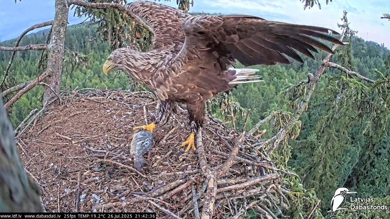 vlcsnap-2025-07-27-04h50m04s400