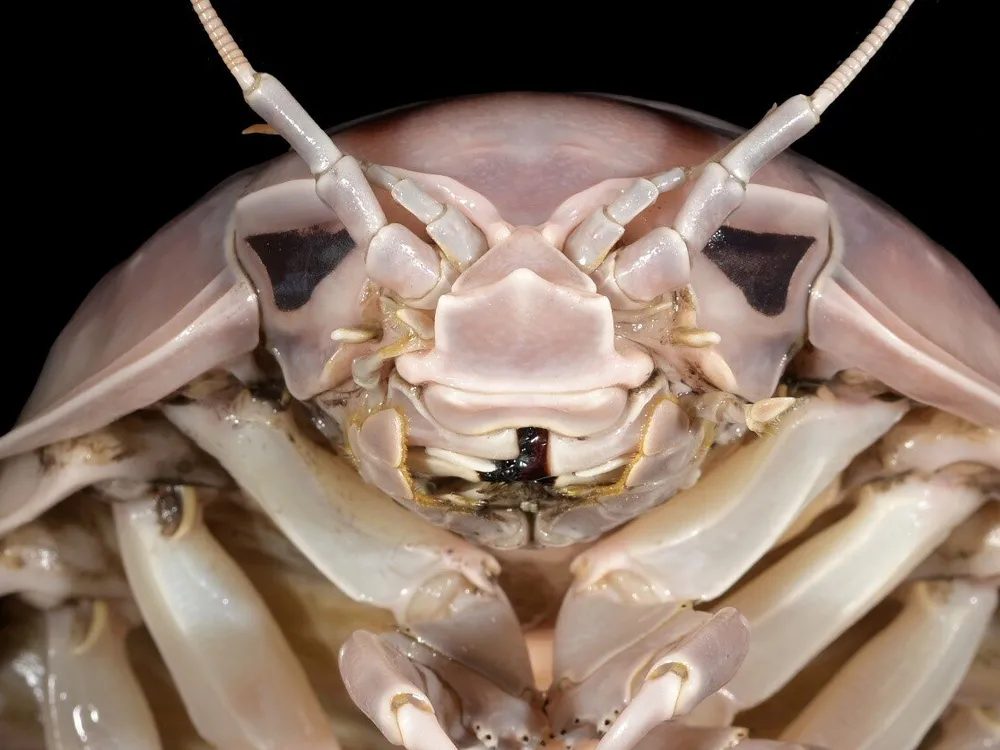 head-of-vaderi