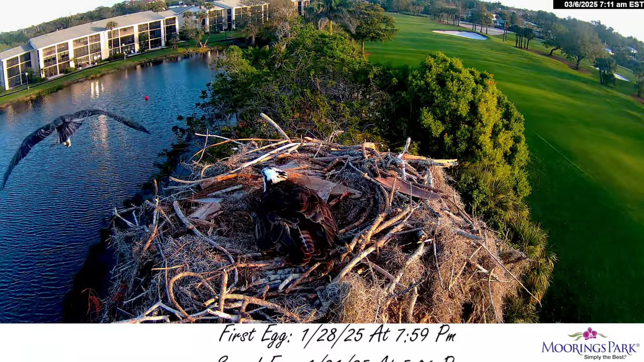 2025 Moorings Park Osprey tiešraides straume Naples, FL 12-53-0 screenshot (2)