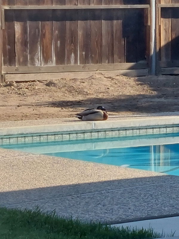 2022-4-1DuckSittingByPool