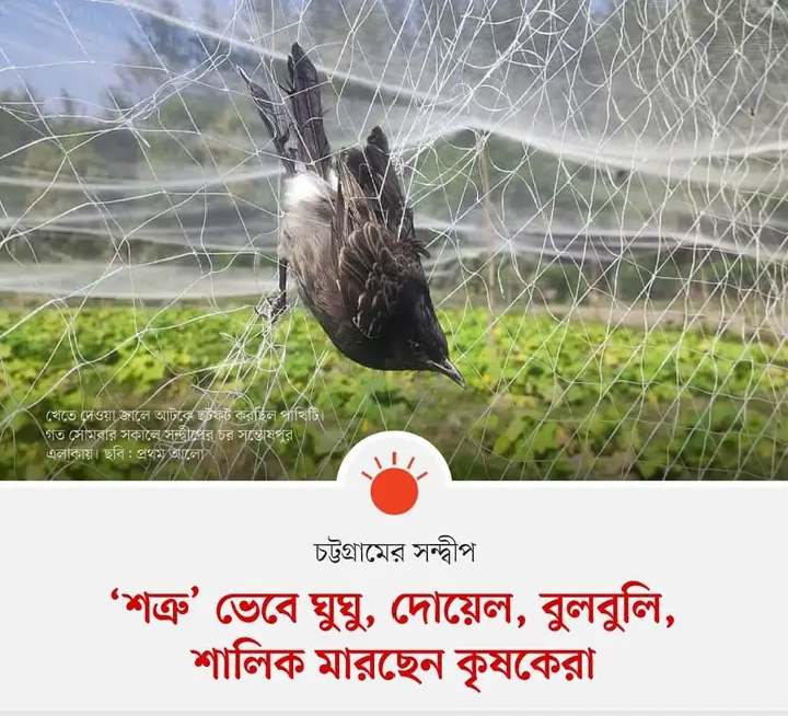 Birds in agricultural field