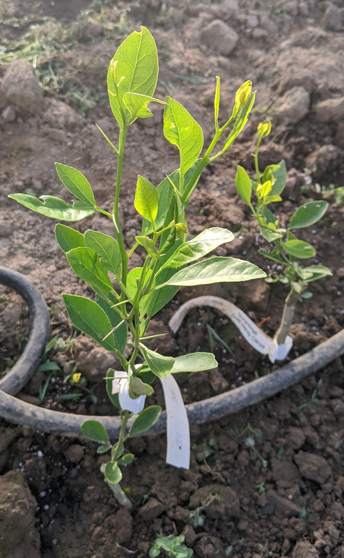 May 14 2020 Conestoga 058 a