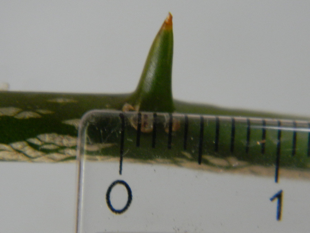 PT-KRT-šířka-trnu