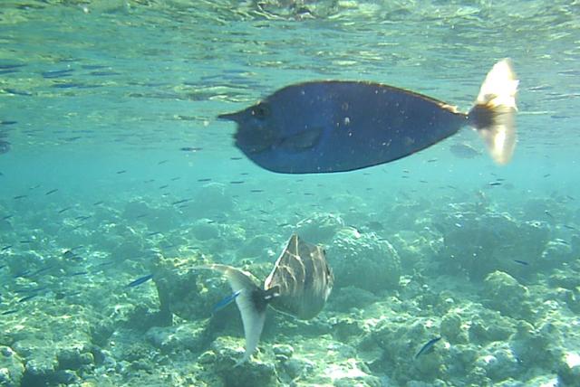 Feridhoo - Feridhoo: la isla más bonita de Maldivas (38)