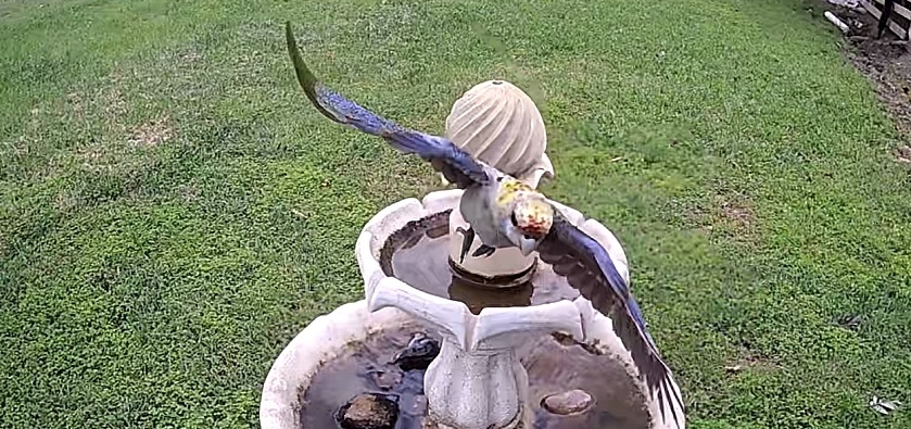 PaleHeaded Rosella_005