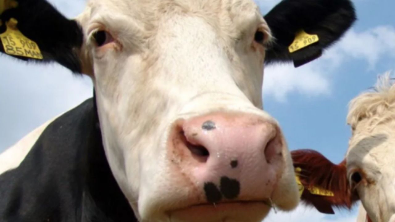 Granjero intenta demandar a sus vacas por no dar leche