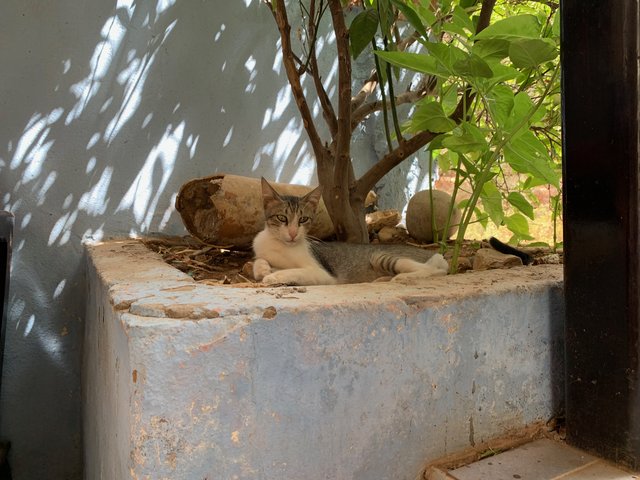 Sur de Marruecos: oasis, touaregs y herencia española - Blogs de Marruecos - Valle del paraíso, cascadas de Imuzer y Taghazut (8)