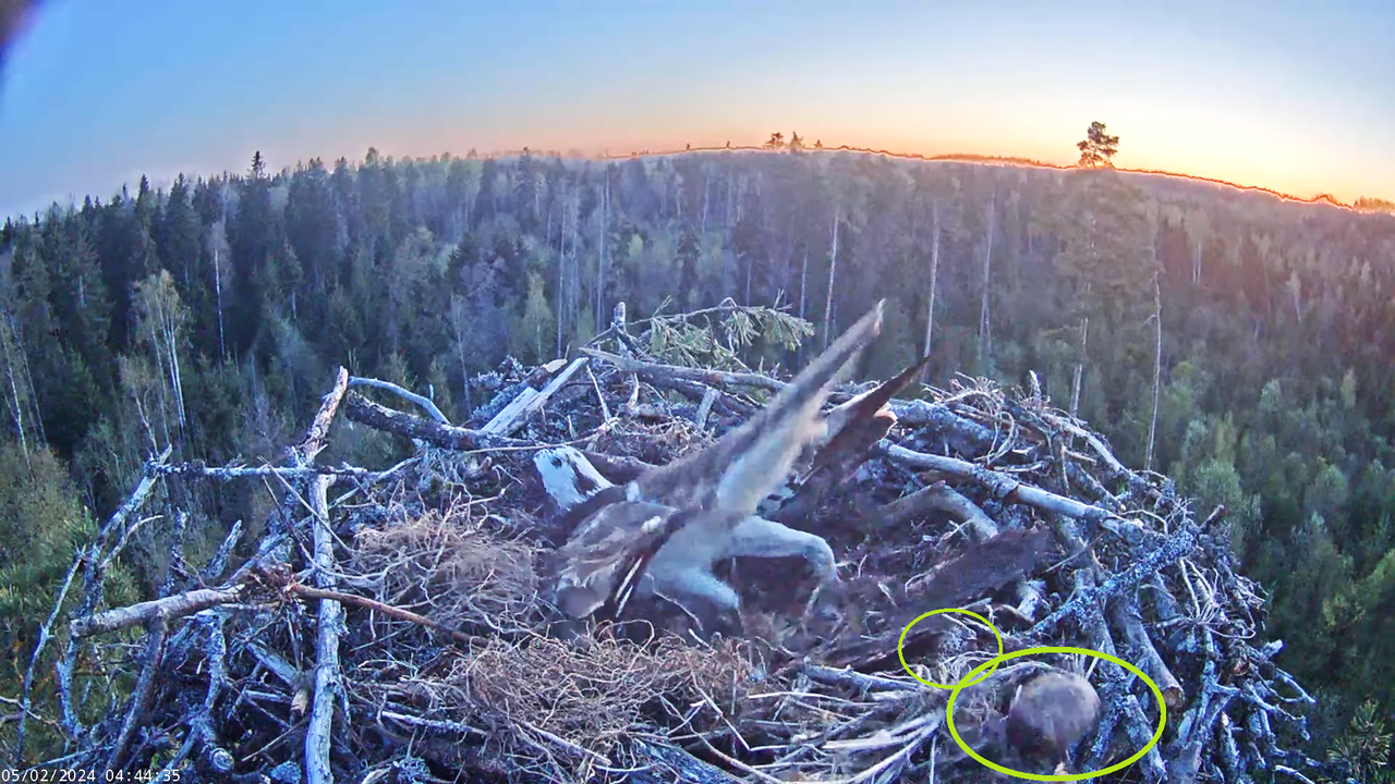 Kalakotkas2__Pandion haliaetus 9-50-6 screenshot (1)