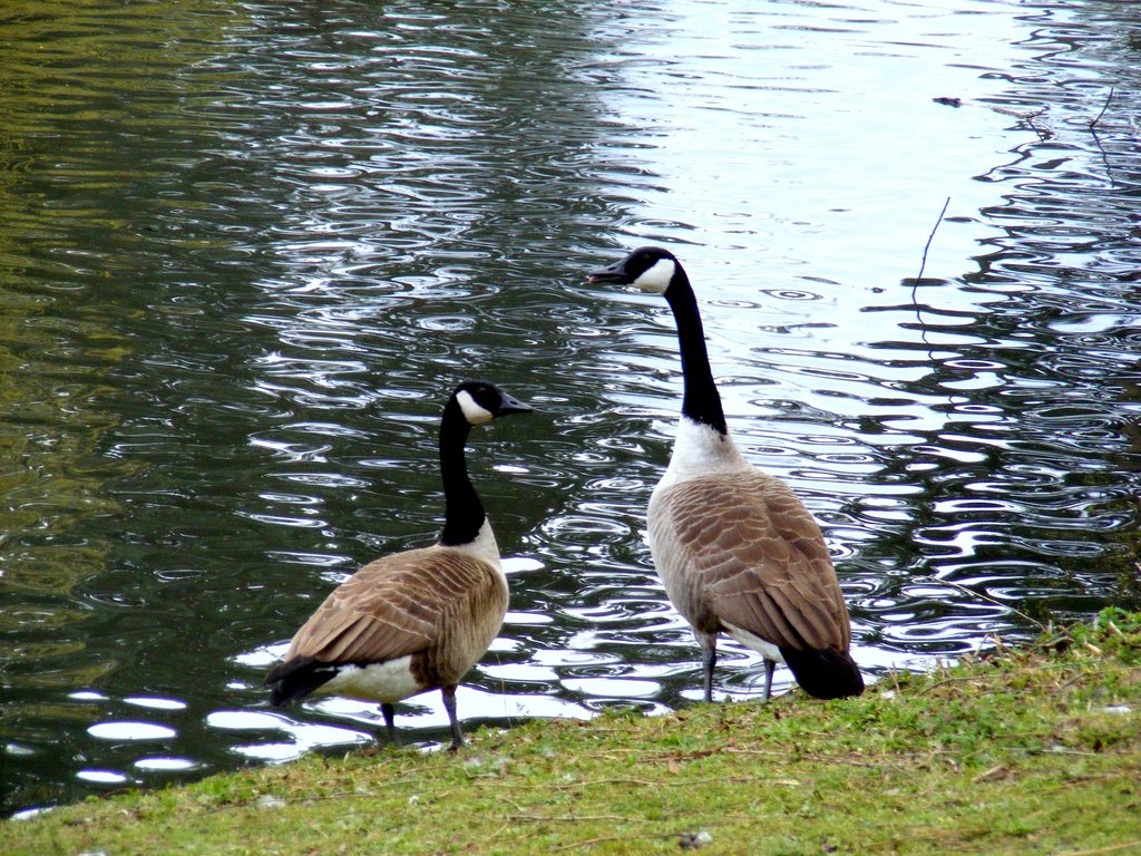 geese-pans.jpg