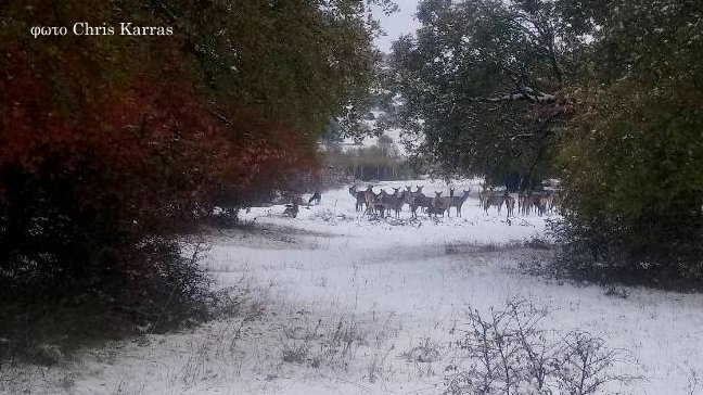 κοζάνη, ειδήσεις, νέα, Πτολεμαΐδα 