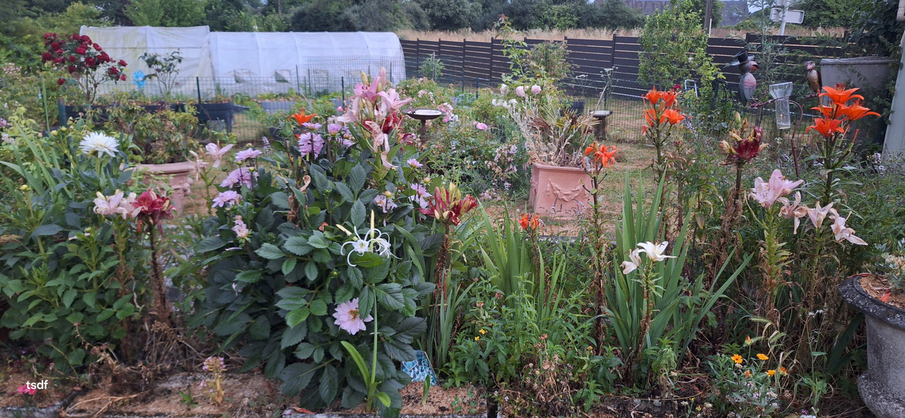 [Image: 20250625-220513.jpg]