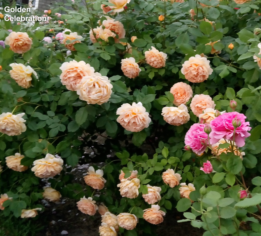 SAVE_20240531_141630