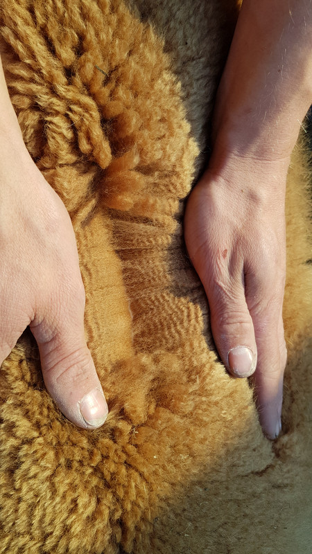 https://i.postimg.cc/1Xr4gsTB/Jubel-1.jpg