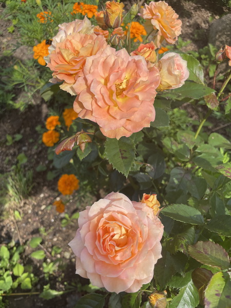 https://i.postimg.cc/1XrKqg2W/IMG-9586.jpg
